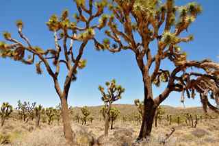 Joshua Tree