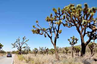 Joshua Tree