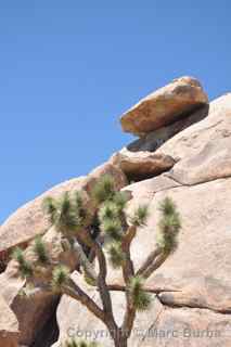 Joshua Tree