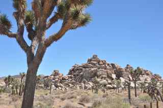 Joshua Tree National Park