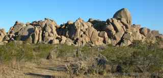 Joshua Tree