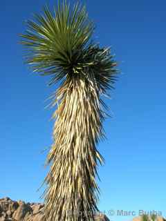 Joshua Tree