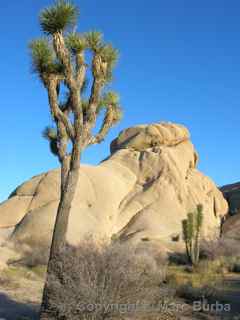 Joshua Tree