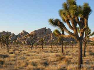 Joshua Tree