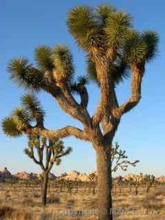 Joshua Tree