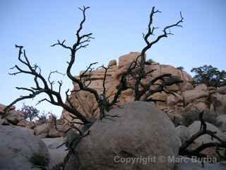 Joshua Tree