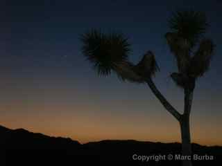 Joshua Tree