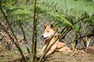 Kuranda dingo