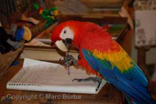Birdworld Kuranda