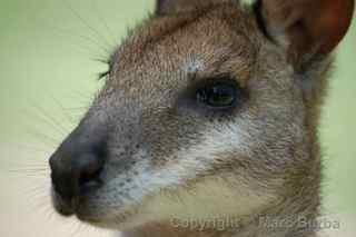 Kuranda