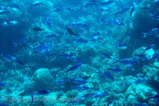 Great Barrier Reef submarine Australia