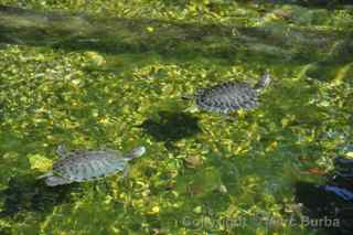 Beverly Hills Greystone Mansion turtles