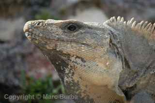 El Rey iguanas, Cancun, Mexico