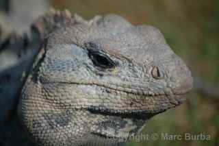 cancun iguana