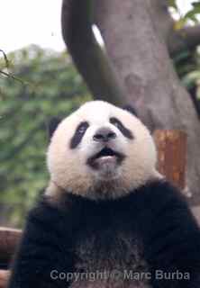 Chengdu Research Base of Giant Panda Breeding