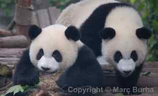 Chengdu Research Base of Giant Panda Breeding