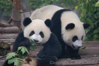 Chengdu Research Base of Giant Panda Breeding
