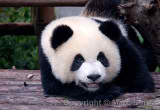 Chengdu Research Base of Giant Panda Breeding