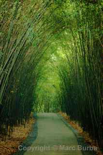 Chengdu Research Base of Giant Panda Breeding