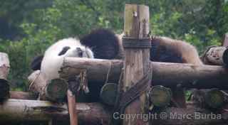 Chengdu Research Base of Giant Panda Breeding