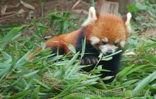 Chengdu Research Base of Giant Panda Breeding