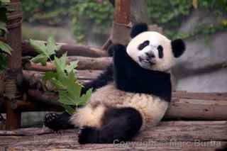 Chengdu Research Base of Giant Panda Breeding