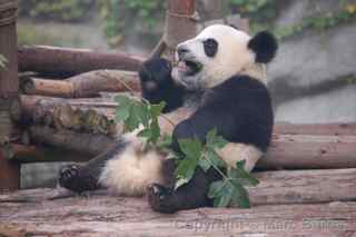 Chengdu Research Base of Giant Panda Breeding