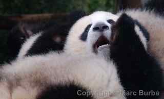 Chengdu Research Base of Giant Panda Breeding