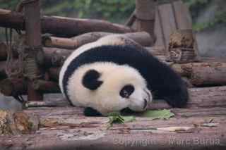 Chengdu Research Base of Giant Panda Breeding
