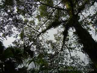 Tabacon Hot Springs