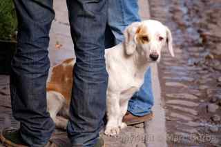 Cusco dog