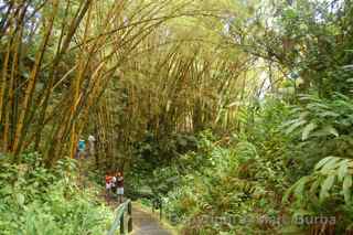 Akaka Falls, Hawaii