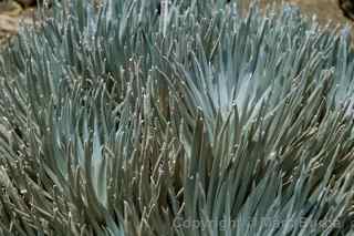 silversword, Mauna Kea, Hawaii