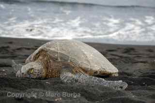 Punaluu black sand beach turtle Hawaii
