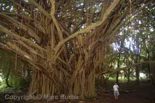 Rainbow Falls banyan tree Hilo Hawaii