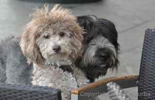 hong kong peak dogs
