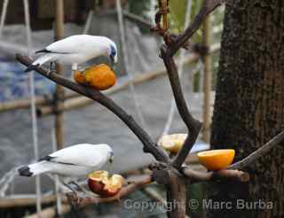 Hong Kong bird park