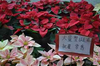 Hong Kong flower market kowloon