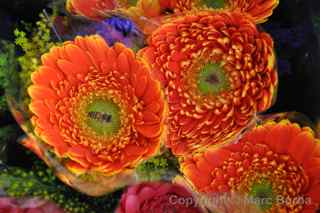 hong kong flower market
