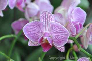 Hong Kong orchid