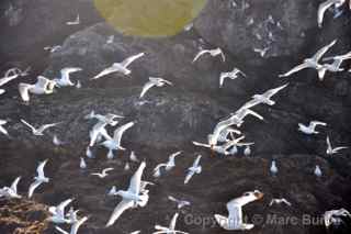 homer alaska gull island