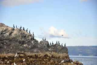 homer alaska gull island