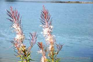 seldovia alaska fireweed