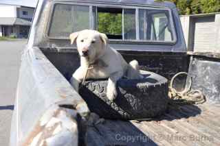 seldovia alaska dog