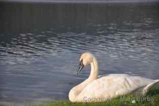 homer alaska swan