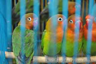 Yuen Po Street Bird Garden