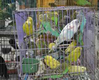 birds