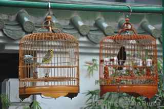 Yuen Po Street Bird Garden