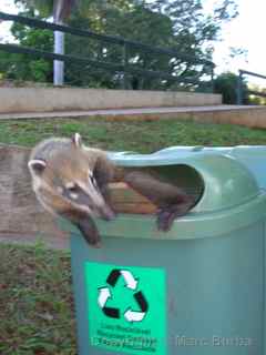 Coati Iguazu Falls