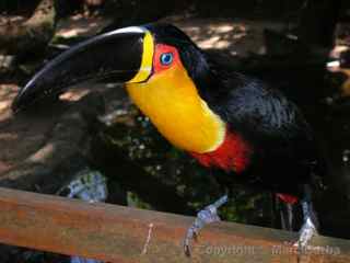 Toucan Iguazu Falls